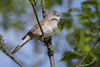 Whitethroat