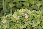 greater whitethroat