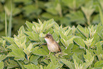 greater whitethroat