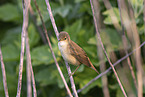greater whitethroat