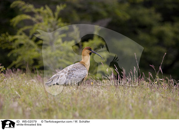 white-throated ibis / WS-02079