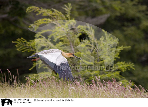Weihalsibis / buff-necked ibis / WS-02080