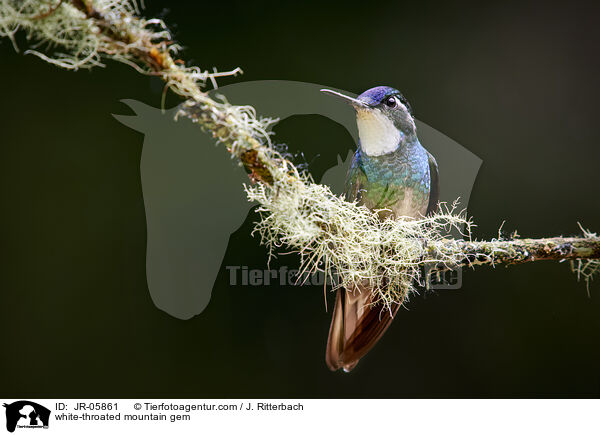 Weikehlnymphe / white-throated mountain gem / JR-05861