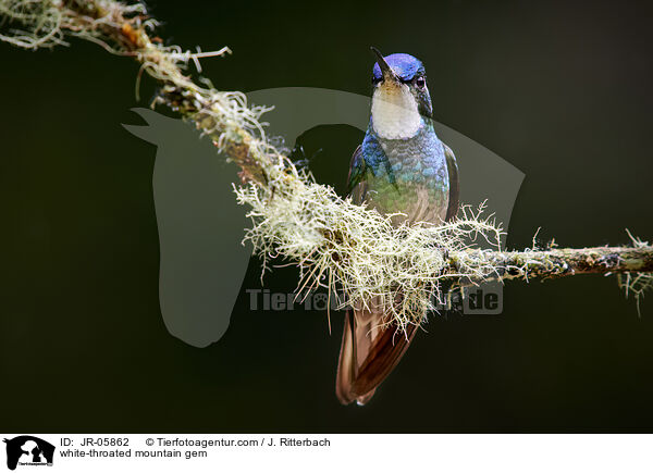 Weikehlnymphe / white-throated mountain gem / JR-05862