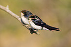 white-throated swallows