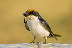 white-throated swallow