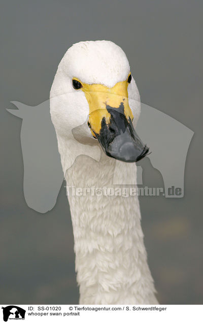whooper swan portrait / SS-01020