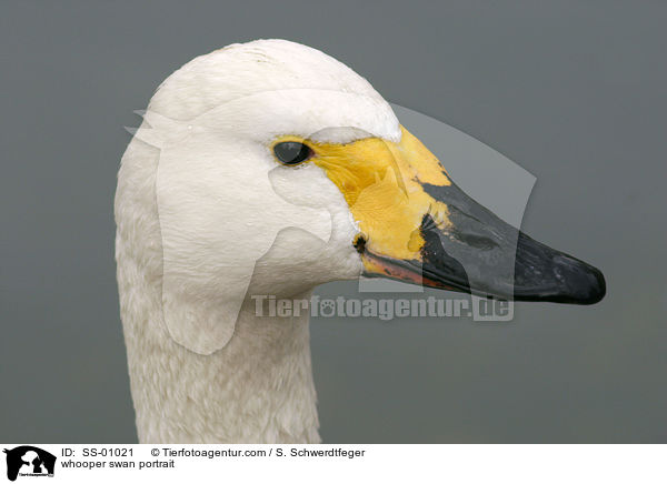 whooper swan portrait / SS-01021