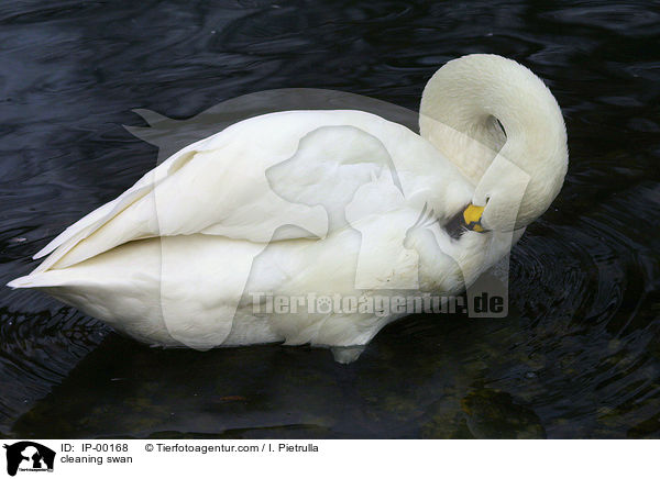 Singschwan beim putzen / cleaning swan / IP-00168