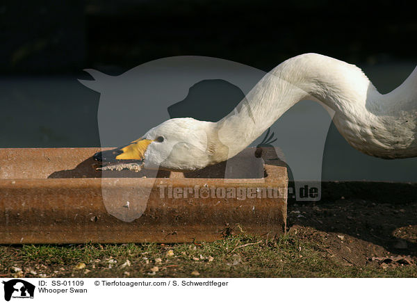 Singschwan / Whooper Swan / SS-01109