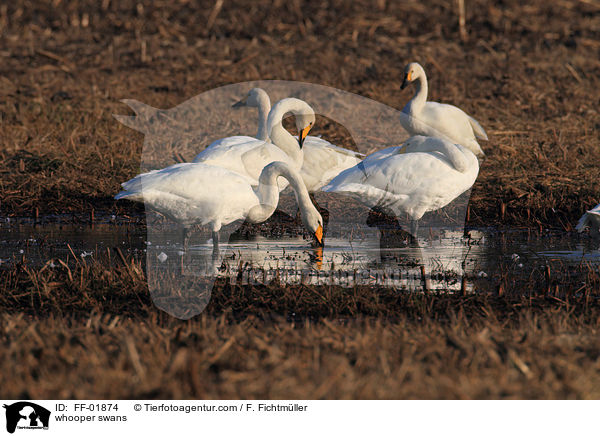 Singschwne / whooper swans / FF-01874