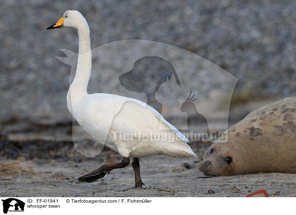 Singschwan / whooper swan / FF-01941
