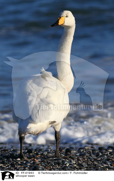 Singschwan / whooper swan / FF-01943