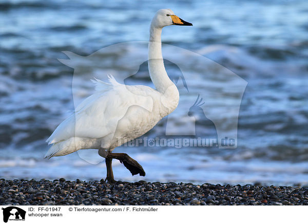 Singschwan / whooper swan / FF-01947