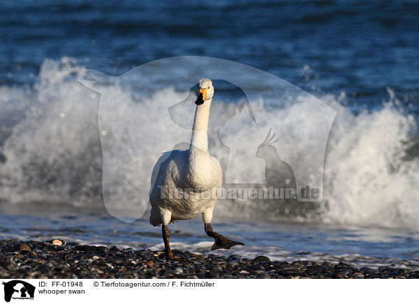 Singschwan / whooper swan / FF-01948