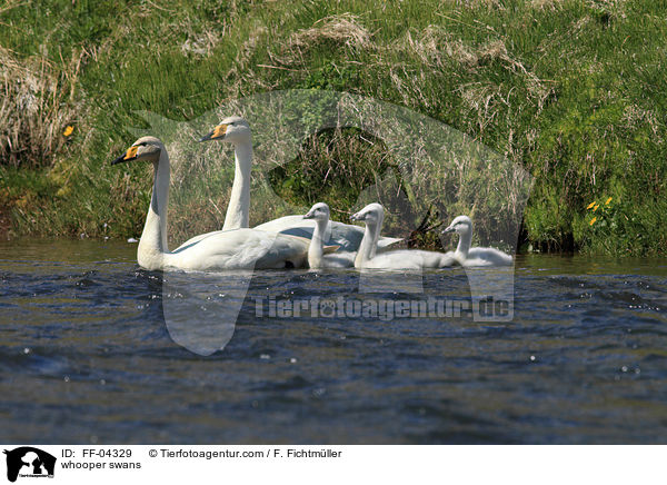 Singschwne / whooper swans / FF-04329