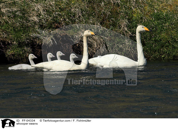 Singschwne / whooper swans / FF-04334