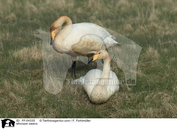 whooper swans / FF-04335
