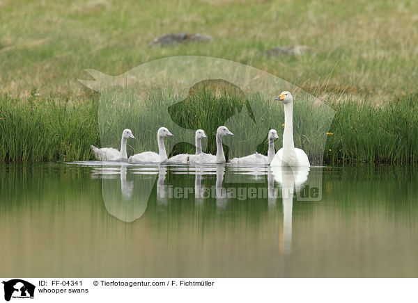 Singschwne / whooper swans / FF-04341