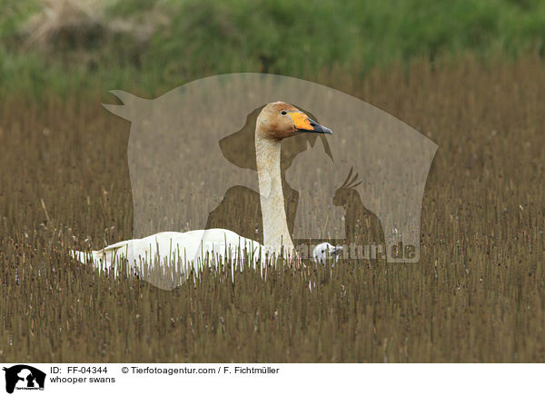 whooper swans / FF-04344