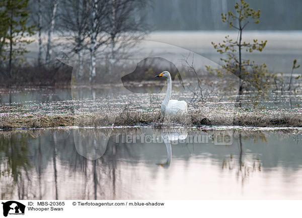 Singschwan / Whooper Swan / MBS-20365