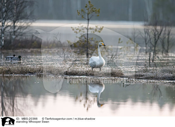 stehender Singschwan / standing Whooper Swan / MBS-20366
