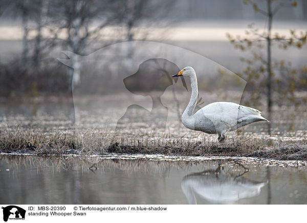 stehender Singschwan / standing Whooper Swan / MBS-20390