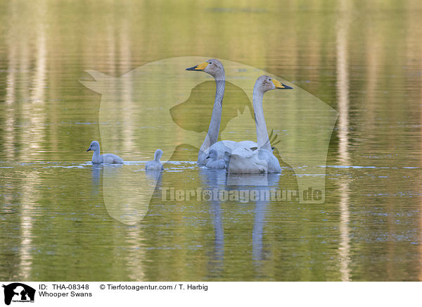 Singschwne / Whooper Swans / THA-08348