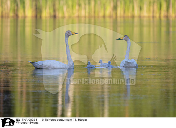 Singschwne / Whooper Swans / THA-08351