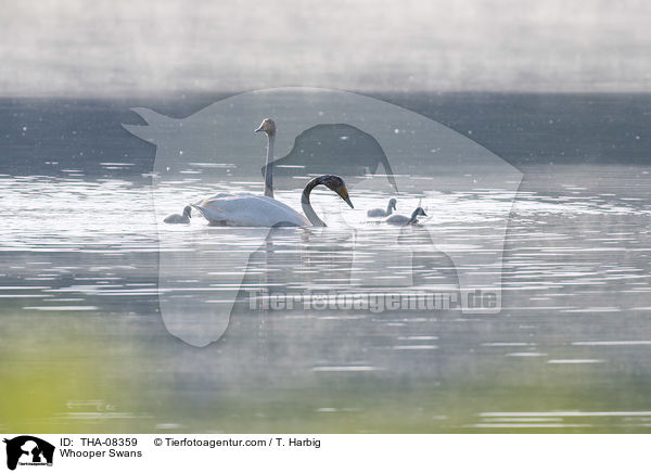 Singschwne / Whooper Swans / THA-08359