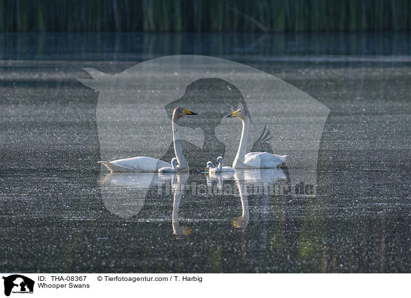 Singschwne / Whooper Swans / THA-08367