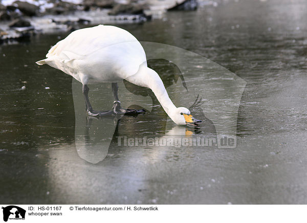 Singschwan / whooper swan / HS-01167