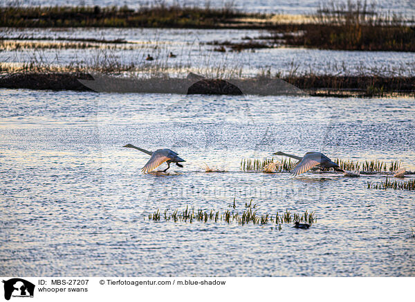 Singschwne / whooper swans / MBS-27207