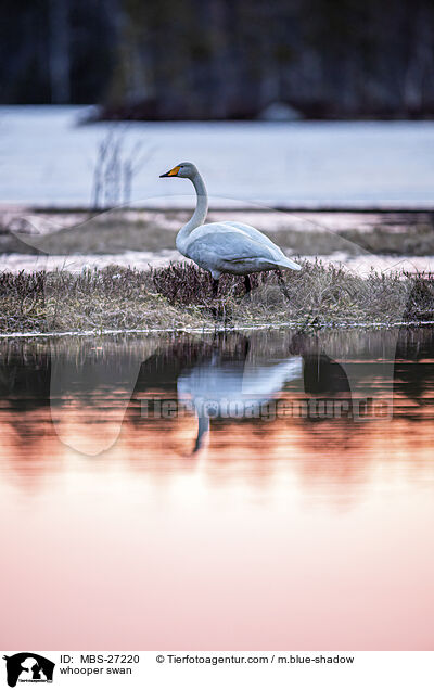 Singschwan / whooper swan / MBS-27220