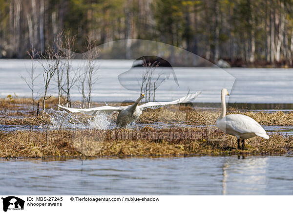 Singschwne / whooper swans / MBS-27245