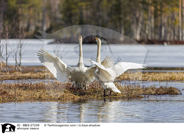 Singschwne / whooper swans / MBS-27246