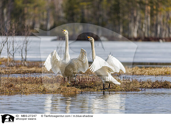 Singschwne / whooper swans / MBS-27247