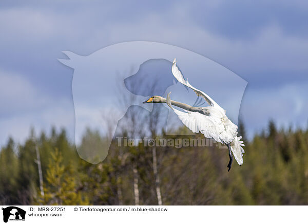 Singschwan / whooper swan / MBS-27251