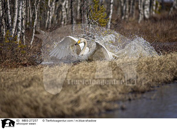 Singschwan / whooper swan / MBS-27257