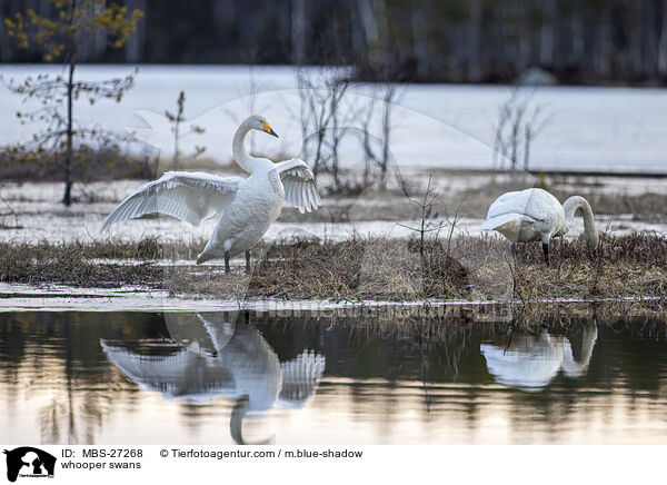 Singschwne / whooper swans / MBS-27268