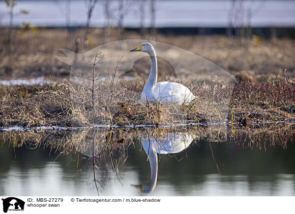 Singschwan / whooper swan / MBS-27279