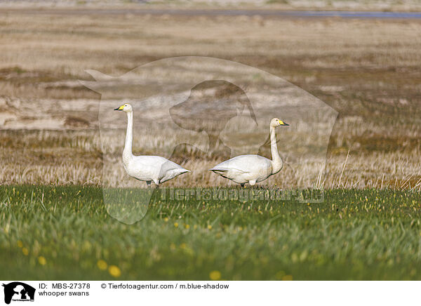 whooper swans / MBS-27378