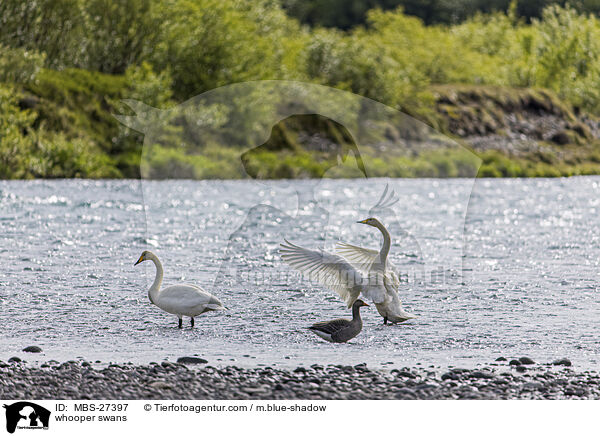 whooper swans / MBS-27397
