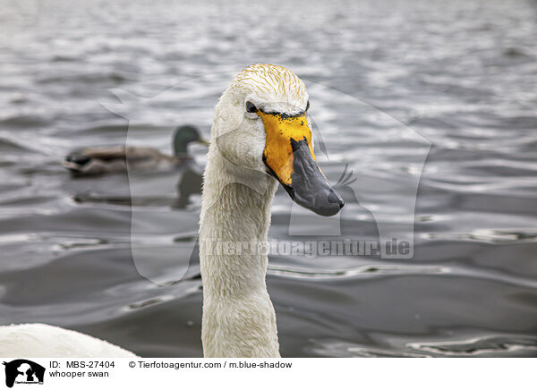 Singschwan / whooper swan / MBS-27404