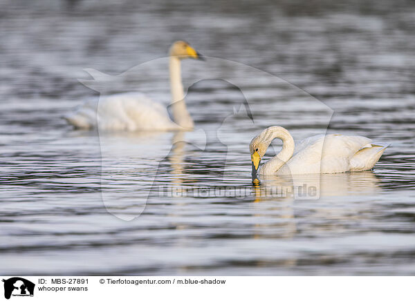 whooper swans / MBS-27891