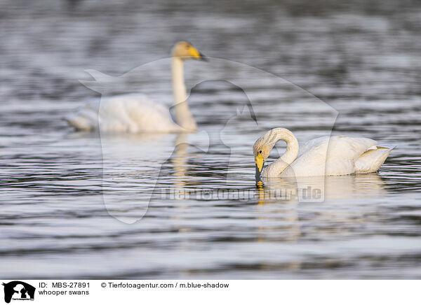 Singschwne / whooper swans / MBS-27891