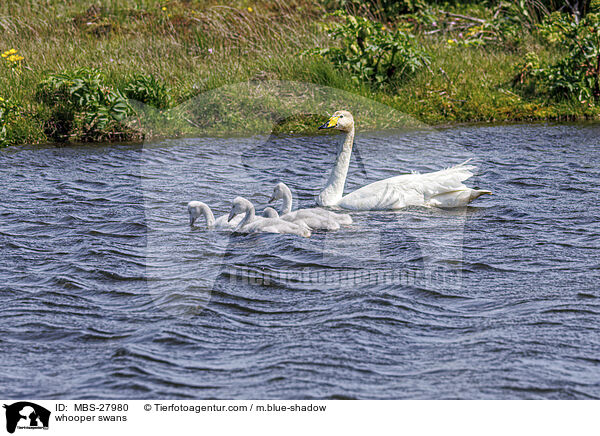 whooper swans / MBS-27980