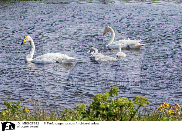 Singschwne / whooper swans / MBS-27982