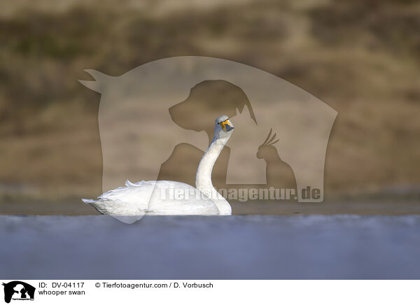 Singschwan / whooper swan / DV-04117