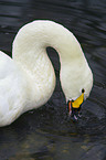 swan